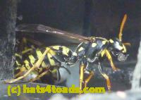 /home//u458753944/public_html/sourcegallery//Insects and small critters/ants bees and wasps (Hymenoptera)/P1080153.JPG